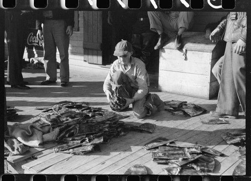 Untitled photo, possibly related to: Grading muskrats while fur buyers and Spanish trappers look on, during auction sale on porch of community store in St. Bernard, Louisiana