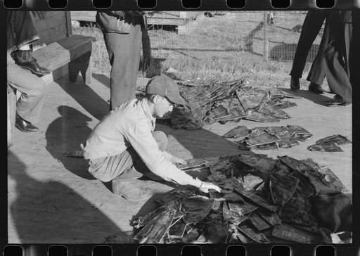 Untitled photo, possibly related to: Grading muskrats while fur buyers and Spanish trappers look on, during auction sale on porch of community store in St. Bernard, Louisiana
