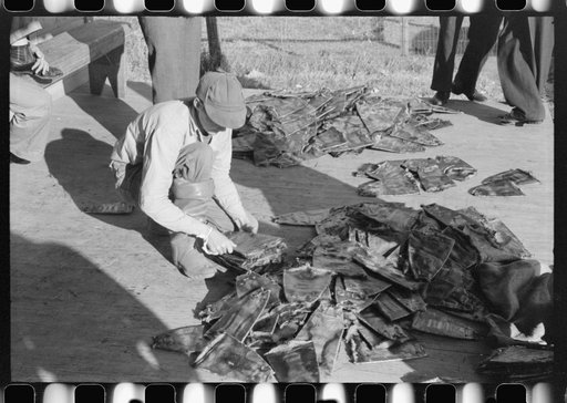 Grading muskrats while fur buyers and Spanish trappers look on, during auction sale on porch of community store in St. Bernard, Louisiana