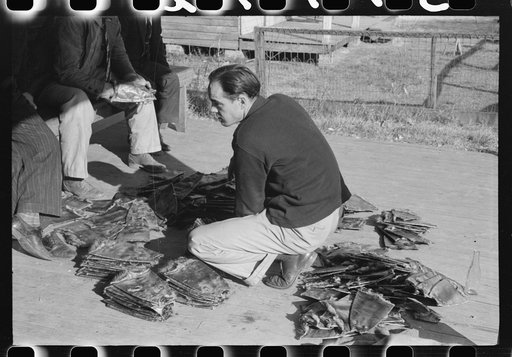 Untitled photo, possibly related to: Grading muskrats while fur buyers and Spanish trappers look on, during auction sale on porch of community store in St. Bernard, Louisiana