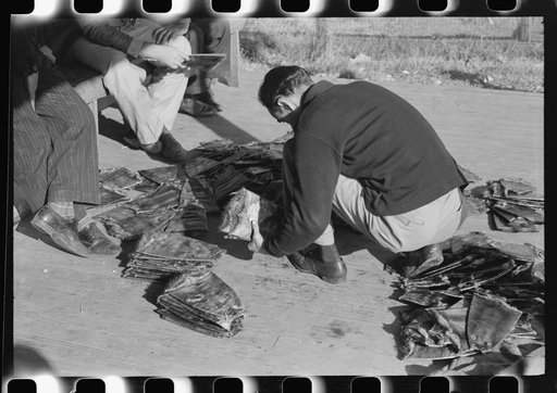 Untitled photo, possibly related to: Grading muskrats while fur buyers and Spanish trappers look on, during auction sale on porch of community store in St. Bernard, Louisiana