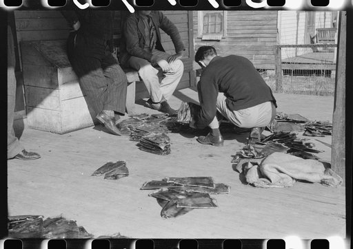 Untitled photo, possibly related to: Grading muskrats while fur buyers and Spanish trappers look on, during auction sale on porch of community store in St. Bernard, Louisiana