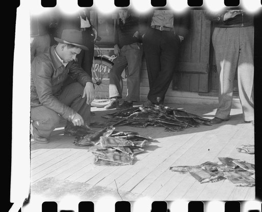 Untitled photo, possibly related to: Grading muskrats while fur buyers and Spanish trappers look on, during auction sale on porch of community store in St. Bernard, Louisiana