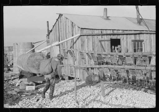 Spanish trapper returning to his camp after checking up on his muskrat traps. On the left are the skins hanging up to dry. In the marshes near Delacroix Island, Louisiana. See general caption no. 1