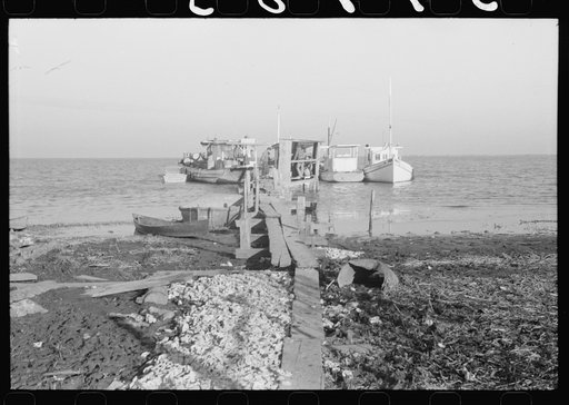 Untitled photo, possibly related to: Spanish trappers wringing muskrats in shed on dock near their camp in the marshes near Delacroix Island, Louisiana