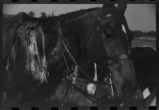 Untitled photo, possibly related to: Bookies taking bets at horse races, Warrenton, Virginia