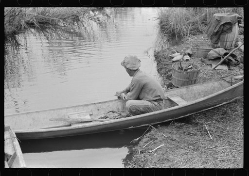 Spanish trapper skinning muskrats in a pirogue on the bay, where he has his marsh camp, near Delacroix Island, Louisiana