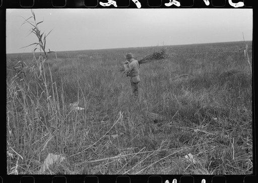 Spanish trapper with reeds he places near the trap in the muskrat's run. In the marshes near Delacroix Island, Louisiana