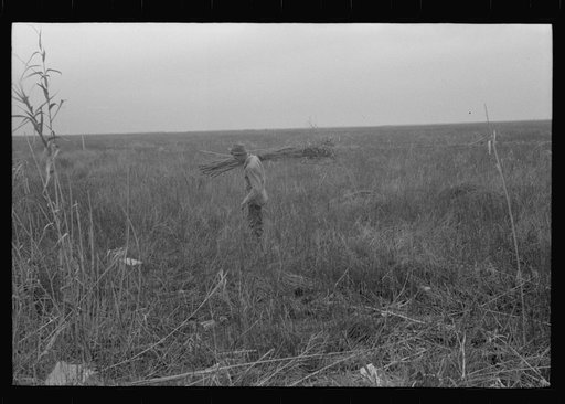 Untitled photo, possibly related to: Spanish trapper with reeds he places near the trap in the muskrat's run. In the marshes near Delacroix Island, Louisiana