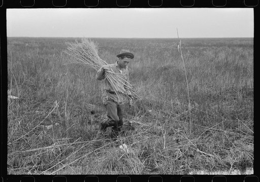 Spanish muskrat trapper with reeds he places near the trap in the muskrat's run, in the marshes near Delacroix Island, Louisiana