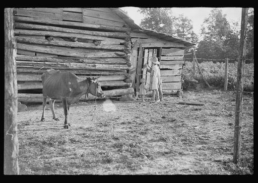 Untitled photo, possibly related to: Burroughs children and cow near the barn, Hale County, Alabama