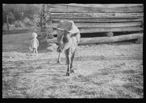 Untitled photo, possibly related to: Burroughs children and cow near the barn, Hale County, Alabama