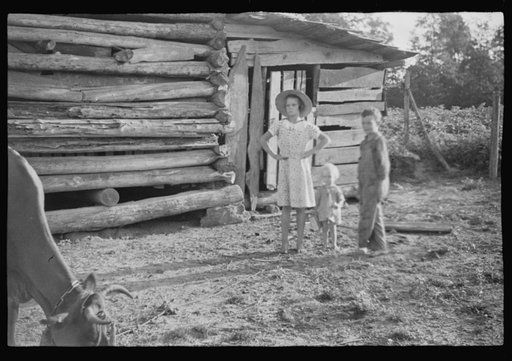 Untitled photo, possibly related to: Burroughs children and cow near the barn, Hale County, Alabama