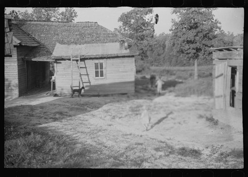 Burroughs children and cow near the barn, Hale County, Alabama