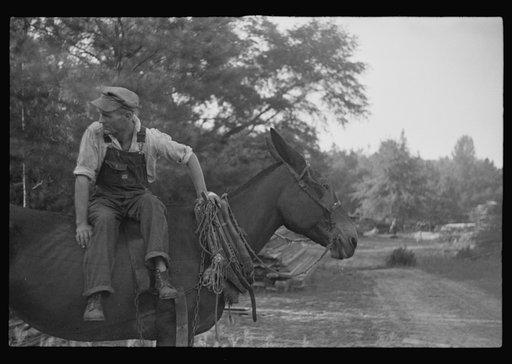 Untitled photo, possibly related to: Floyd Burroughs, on mule, Hale County, Alabama
