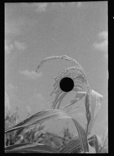 Untitled photo, possibly related to: Bud and William Fields, Hale County, Alabama