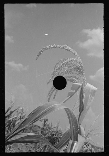Untitled photo, possibly related to: Bud and William Fields, Hale County, Alabama