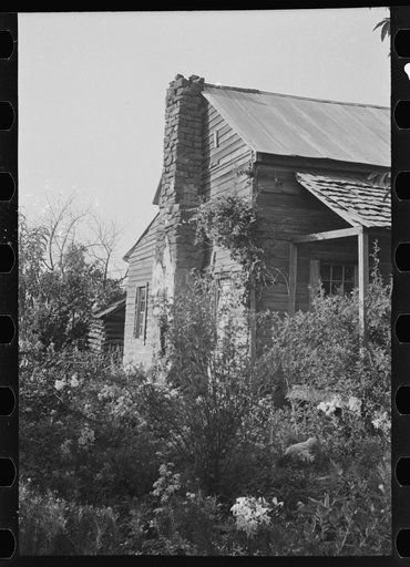 A sharecropper's field, Hale County, Alabama