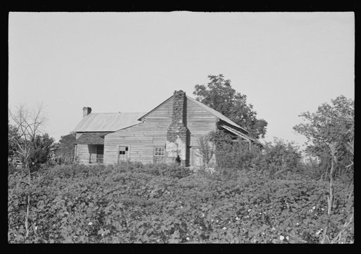 A sharecropper's buildings and fields, Hale County, Alabama