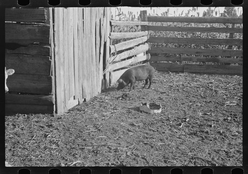 Untitled photo, possibly related to: Pig in a sharecropper's yard, Hale County, Alabama