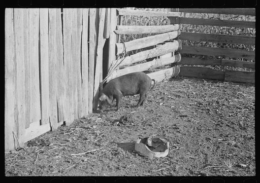 Untitled photo, possibly related to: Pig in a sharecropper's yard, Hale County, Alabama