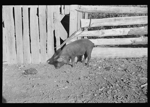 Pig in a sharecropper's yard, Hale County, Alabama