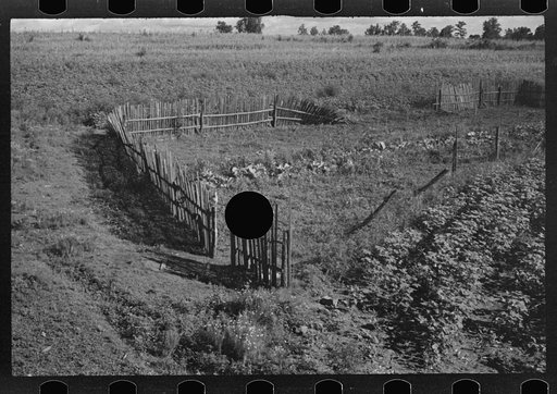 Untitled photo, possibly related to: Bud Fields' garden, Hale County, Alabama
