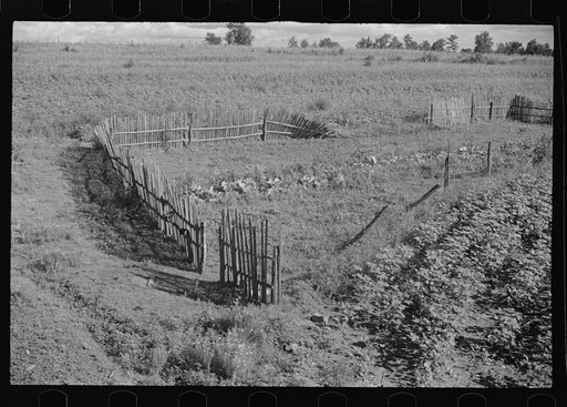 Untitled photo, possibly related to: Bud Fields' garden, Hale County, Alabama