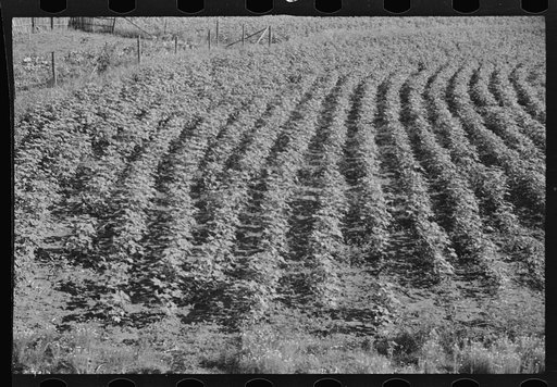 Untitled photo, possibly related to: Bud Fields' garden, Hale County, Alabama