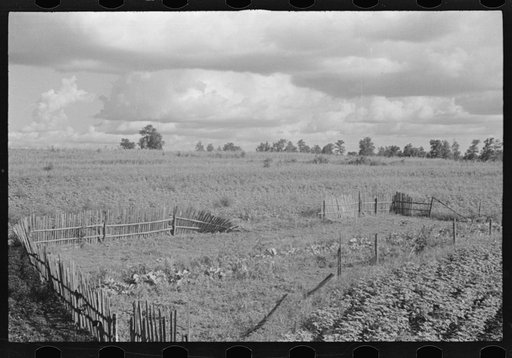 Bud Fields' garden, Hale County, Alabama