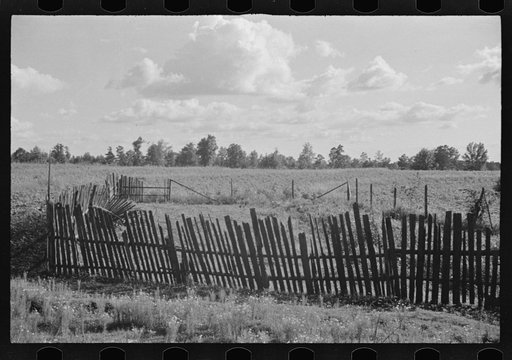 Untitled photo, possibly related to: Bud Fields' garden, Hale County, Alabama