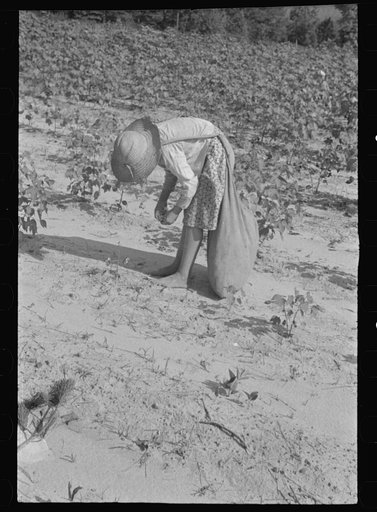 Untitled photo, possibly related to: Lucille Burroughs picking cotton, Hale County, Alabama