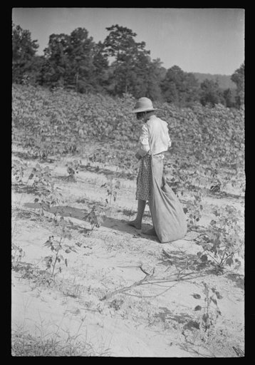 Untitled photo, possibly related to: Lucille Burroughs picking cotton, Hale County, Alabama