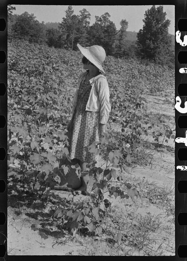 Lucille Burroughs in the cotton fields, Hale County, Alabama