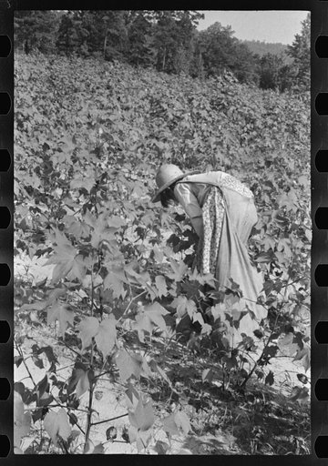 Lucille Burroughs picking cotton, Hale County, Alabama