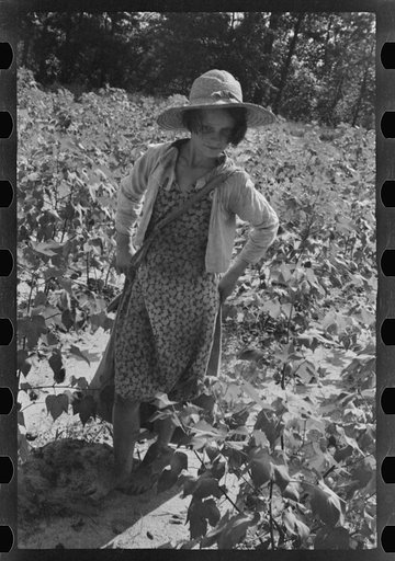 Untitled photo, possibly related to: Lucille Burroughs picking cotton, Hale County, Alabama