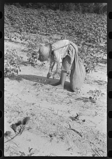 Lucille Burroughs picking cotton, Hale County, Alabama