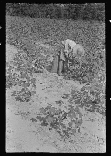 Untitled photo, possibly related to: Lucille Burroughs picking cotton, Hale County, Alabama
