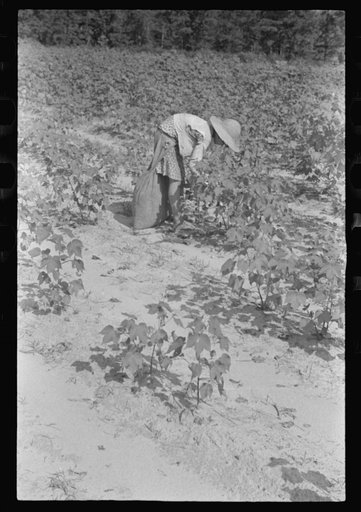 Untitled photo, possibly related to: Lucille Burroughs picking cotton, Hale County, Alabama