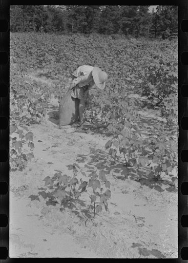 Untitled photo, possibly related to: Lucille Burroughs picking cotton, Hale County, Alabama
