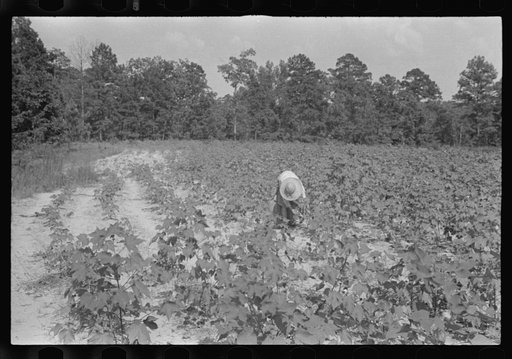 Untitled photo, possibly related to: Lucille Burroughs picking cotton, Hale County, Alabama