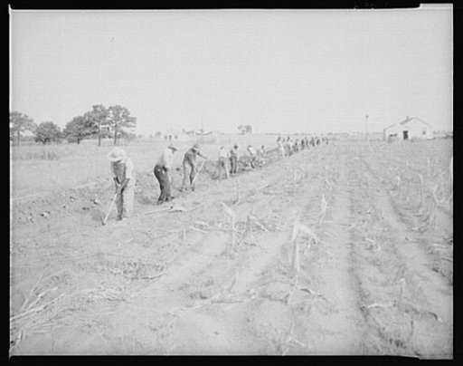 Men working at Dalworthington Gardens, Texas