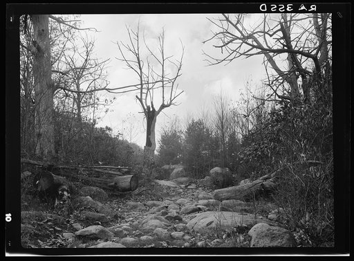 Road to Nicholson Hollow. Shenandoah National Park, Virginia