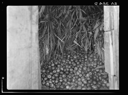 Part of a winter's supply of cornstalks and apples. Shenandoah National Park, Virginia