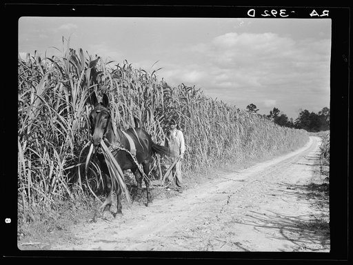 Cultivating sugarcane. Grady County, Georgia
