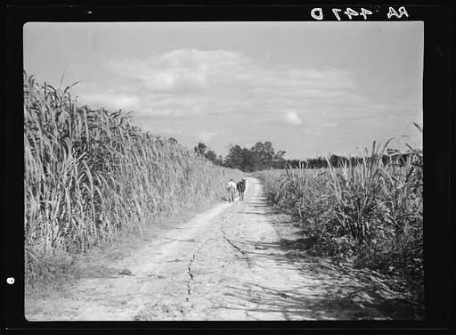 Sugarcane under cultivation. Wolf Creek Farms, Georgia