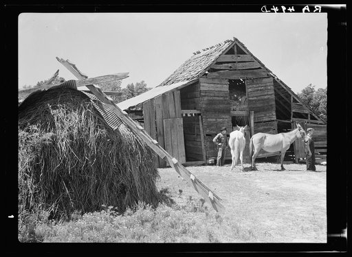 Tenant farmer with mules bought through rehabilitation loans. Mississippi