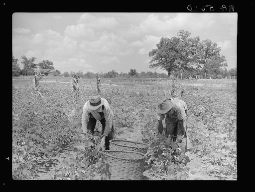 Picking cotton. Mississippi