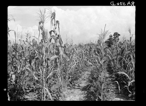 Rehabilitation client's corn field with second crop of beans. Louisiana