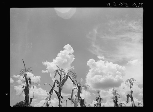 Corn suffering from drought. Arkansas
